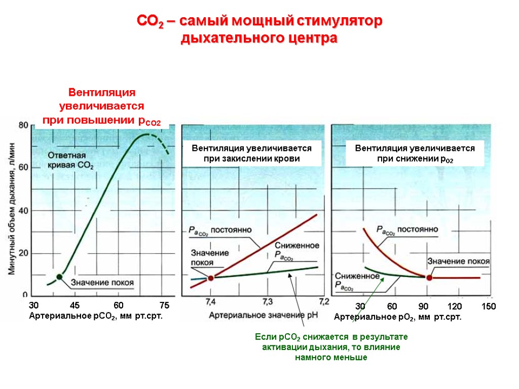 СО2 – самый мощный стимулятор дыхательного центра Вентиляция увеличивается при повышении рСО2 45 60